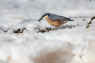Bird in the wilderness