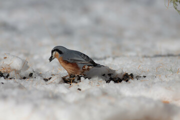 Bird in the wilderness