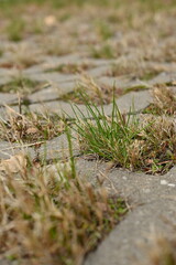 green with burnt-out grass eco-parking as a backdrop, a concept of sustainable living in the city 