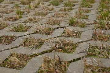 old grass on the eco parking lot as background texture of square tiles made of gray natural stone. Concrete street covering of road, geometric paving pattern, green lawn and eco parking, green parking