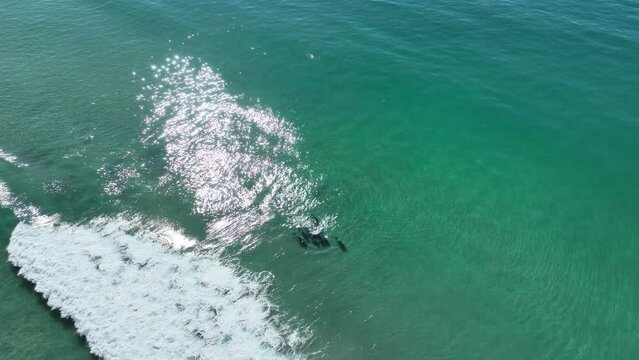 Dolphin Jumping At San Diego In California United States. Wildlife Scenery. Wild Sea Animals. Dolphin Jumping At San Diego In California United States. 