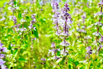 屋外で秋に紫の花がたくさん咲いたホーリーバジルの花畑