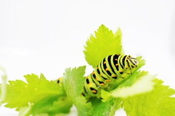 白背景に食草の三つ葉の緑の葉の上に乗るキアゲハ蝶の終齢幼虫