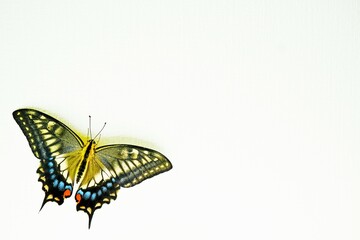 白い壁紙に翅を広げて止まった美しいキアゲハチョウとコピースペース