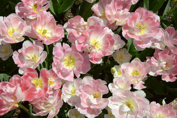 アンジェリケ　チューリップ