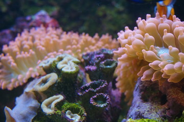 Colorful reefs in aquarium