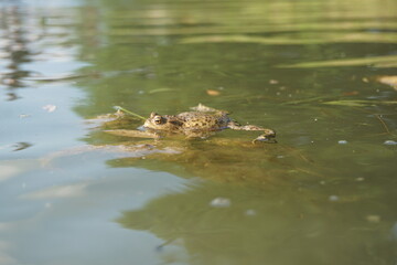 Toad swimming in water 