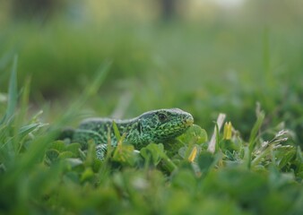 Green lizard in Grass with green background