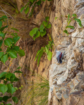 Wallcreeper or Tichodroma muraria small passerine bird on high mountains of foothills of himalayas during winter season uttarakhand india