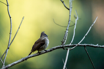 Himalayan bulbul or white cheeked bulbul or Pycnonotus leucogenys bird closeup perched on branch in natural scenic green background in winter season dhikala jim corbett national park uttarakhand india