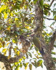 Grey headed woodpecker or Picus canus or grey faced woodpecker on tree during safari at jim corbett national park or tiger reserve forest uttarakhand india asia