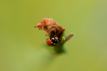 Close-up view of ladybug on green background