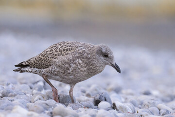 A young european herring gull standing on the beach