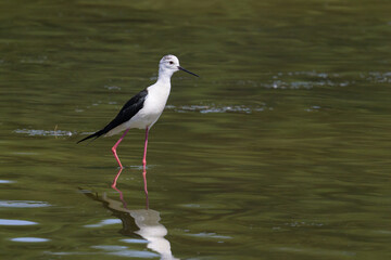 A black winged stilt walking in water on a sunny day