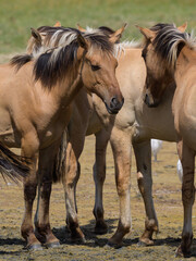 A group of brown horses standing near water