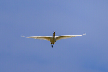 A flying spoonbill on a sunny day in summer