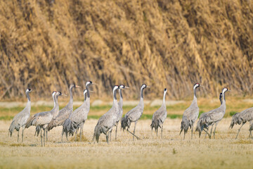 Obraz na płótnie Canvas A group of Common Cranes standing on a meadow