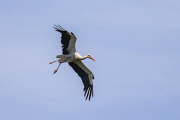 A White Stork in flight blue sky