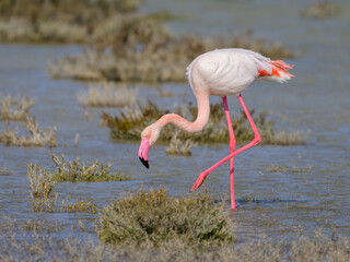 A Greater Flamingo walking in the water looking for food