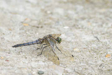 A black tailed skimmer resting on the ground