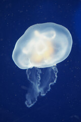 Naklejka na ściany i meble White transparent jellyfish in deep dark blue sea, with trailing tentacles