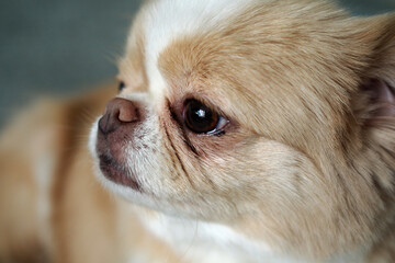 Cute close up of Japanese Chin/Chihuahua dog looking alert