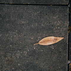 leaf on asphalt