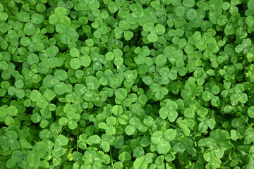 green clover leaves as background, clover leaf texture, Patrick's day symbol 
