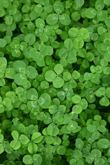 green clover leaves as background, clover leaf texture, Patrick's day symbol 
