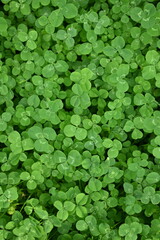 green clover leaves as background, clover leaf texture, Patrick's day symbol 
