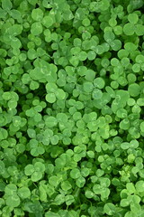 green clover leaf texture, green clover leaf background, background of green clover leaves