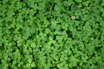 green clover leaf texture, green clover leaf background, background of green clover leaves