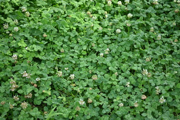 green clover leaf texture, green clover leaf background, background of green clover leaves