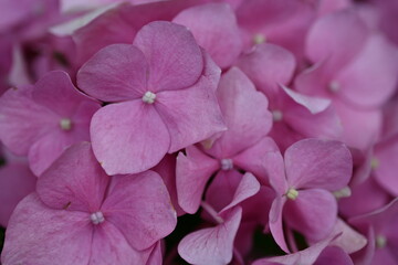 Naklejka na ściany i meble pink hydrangea flowers background close up, close-up of the hydrangea flower texture 