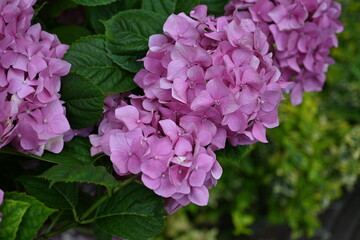 pink hydrangea flowers on a bush as a background, green hydrangea branches with flowers