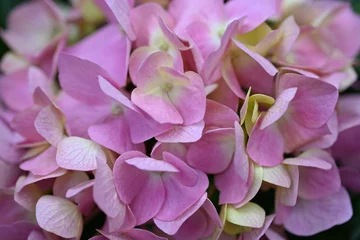 Fotobehang pink hydrangea flowers background close up, close-up of the hydrangea flower texture  © Анна Климчук