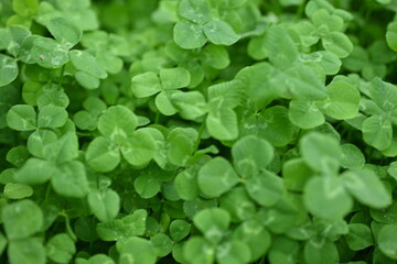 Fototapeta na wymiar clover leaf background, clover leaf texture 