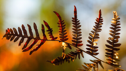 Macro de feuilles de fougère d'un jaune éclatant, photographiées pendant l'heure dorée, dans la...