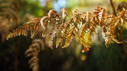 Macro de feuilles de fougère d'un jaune éclatant, photographiées pendant l'heure dorée, dans la forêt des Landes de Gascogne - obrazy, fototapety, plakaty