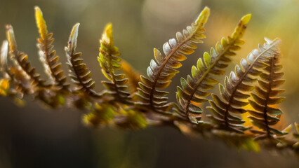 Macro de feuilles de fougère d'un jaune éclatant, photographiées pendant l'heure dorée, dans la forêt des Landes de Gascogne