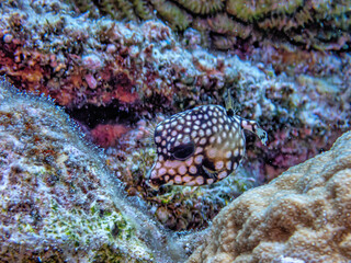 Lactophrys triqueter, smooth trunkfish, boxfish,