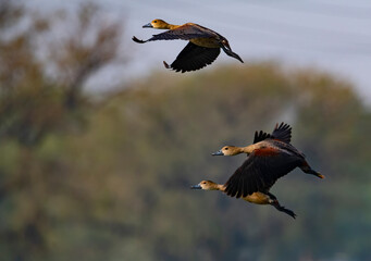 lesser whistling duck flying 