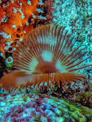 Sabellidae, or feather duster worms,
