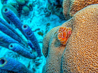 Spirobranchus giganteus, Christmas tree worms