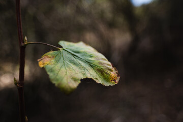 At a vineyard in the wine-producing region of California, a leaf slowly dies as the cold weather of autumn sets in. Shades of yellow and dark splotches spread across the surface of the leaf.