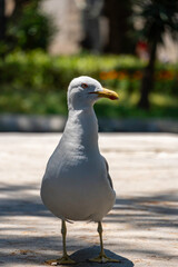 Yellow-legged gull (Larus michahellis) in a public park during summer in Porto, Portugal.
