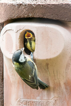 A great tit with its youngster