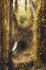 Secret vine door way