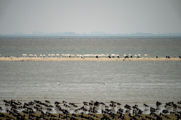 Oystercatchers and spoonbills at the Flügelpôlle at Ameland, one of the Wadden Islands - The Netherlands
