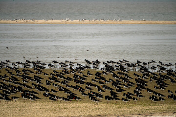 Oystercatchers and spoonbills at the Flügelpôlle at Ameland, one of the Wadden Islands - The Netherlands